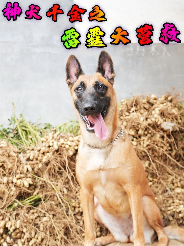 神犬千金之雷霆大营救封面