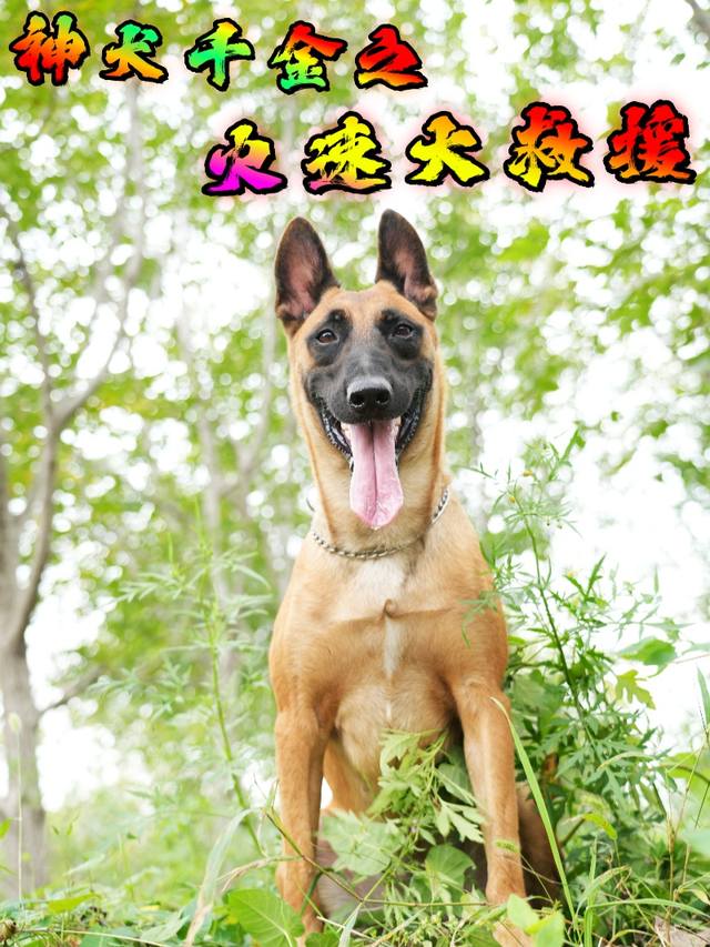 神犬千金之火速大救援封面