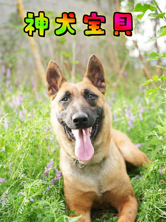 神犬宝貝封面
