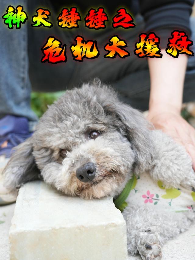神犬锤锤之危机大援救封面