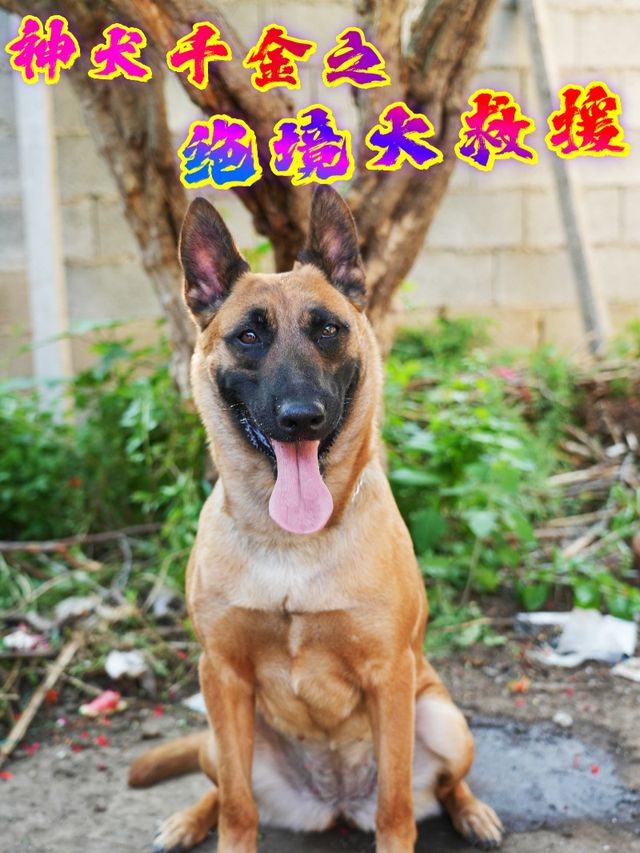 神犬千金之绝境大救援封面