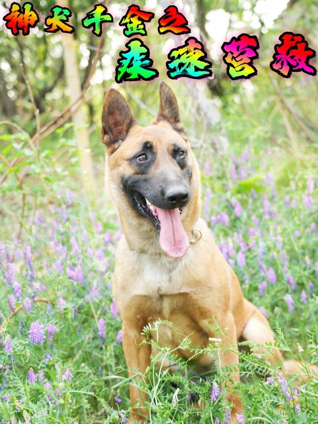 神犬千金之疾速营救封面