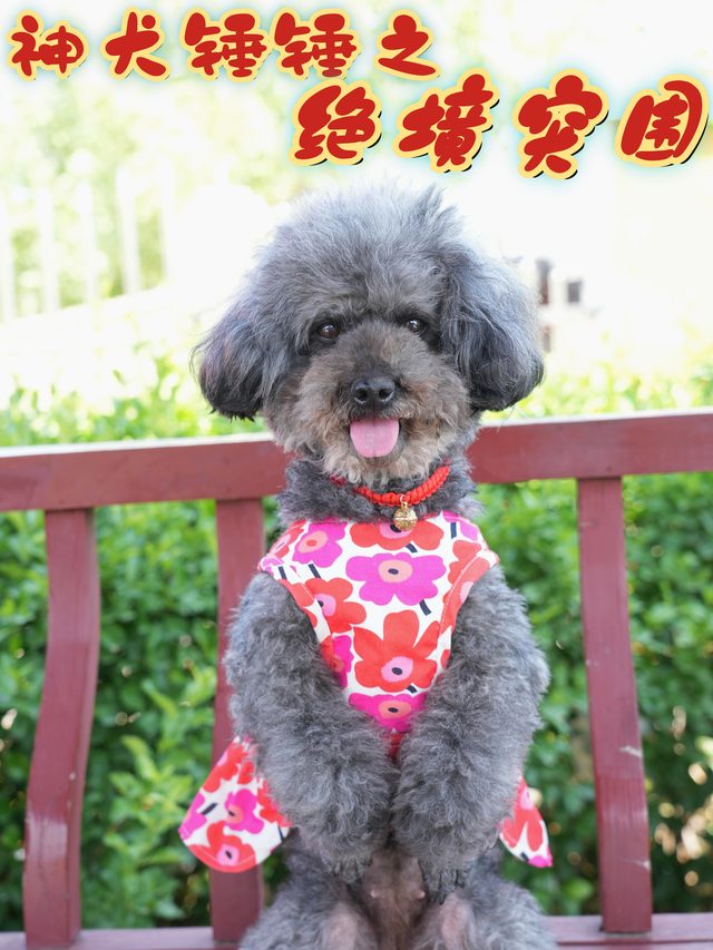 神犬锤锤之绝境突围封面
