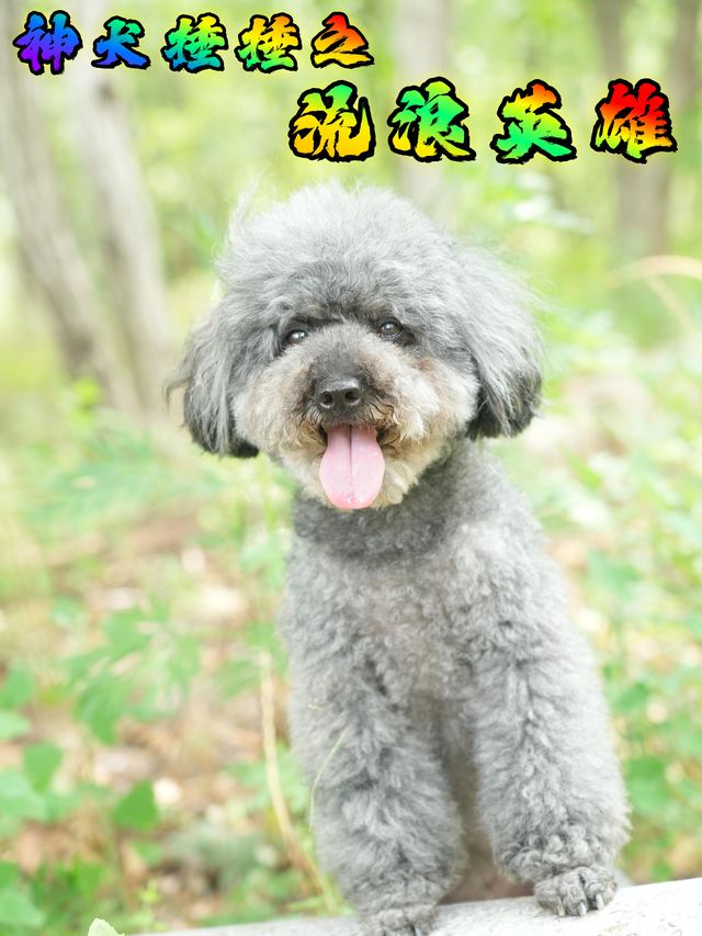 神犬捶捶之流浪英雄封面