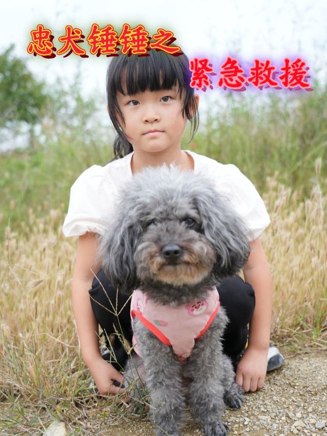 忠犬锤锤之紧急救援封面