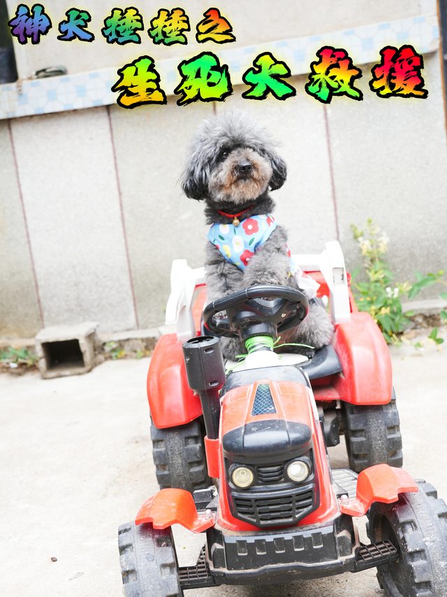 神犬捶捶之生死大救援封面