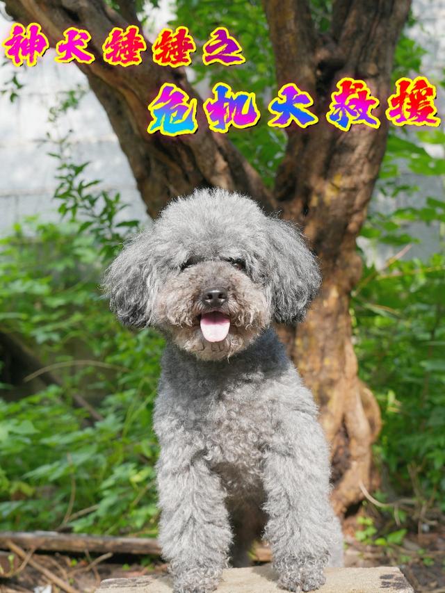 神犬锤锤之危机大救援封面