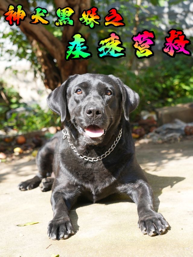 神犬黑妹之疾速营救封面