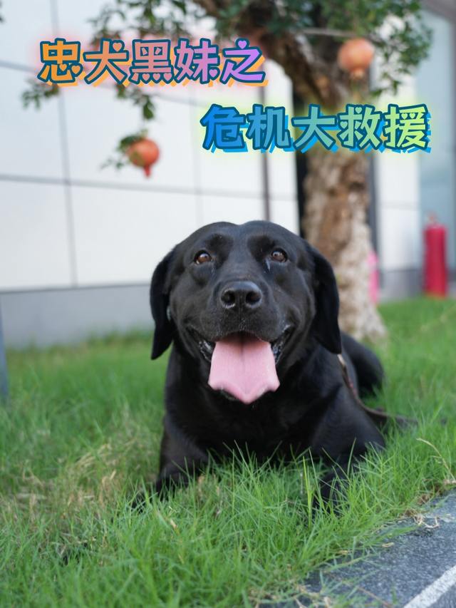 忠犬黑妹之危机大救援封面