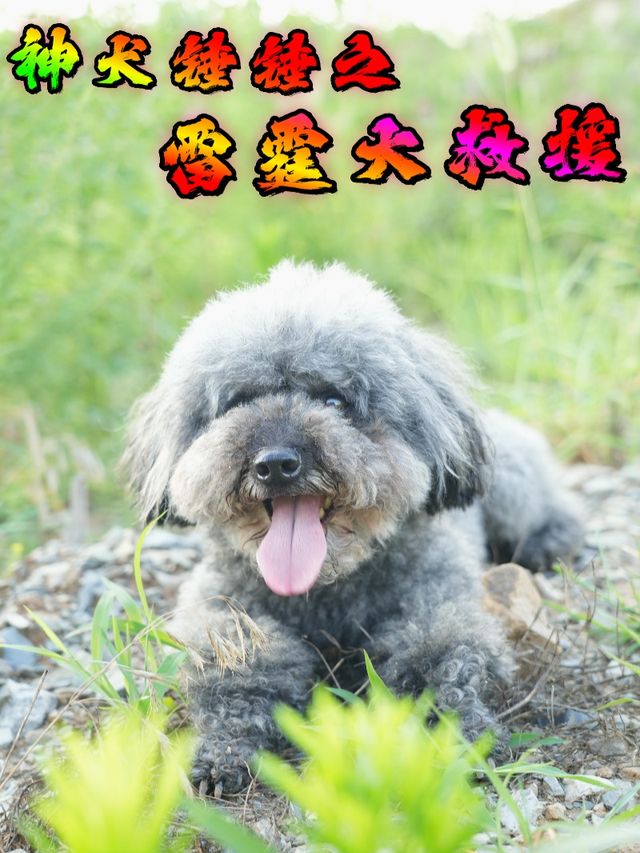 神犬锤锤之雷霆大救援封面