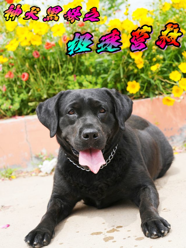 神犬黑妹之极速营救封面