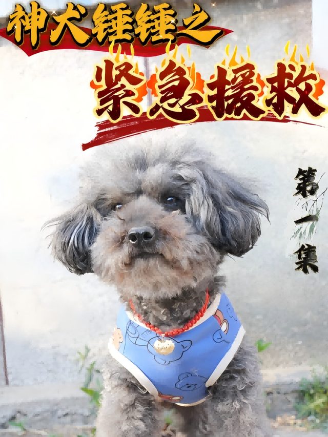 神犬锤锤之紧急援救封面
