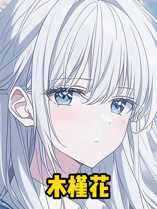 木槿花封面