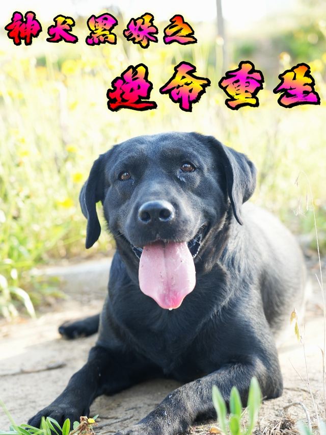 神犬黑妹之逆命重生封面