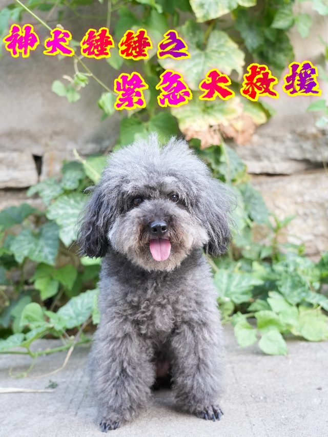 神犬锤锤之紧急大救援封面