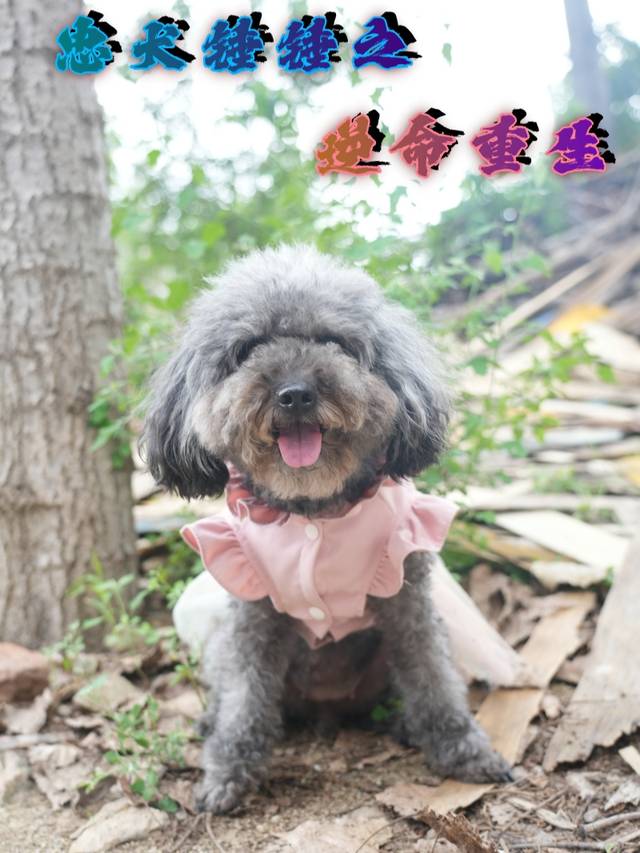 忠犬锤锤之绝命重生封面