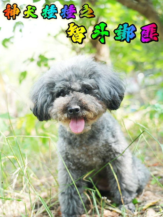 神犬捶捶之智斗绑匪封面