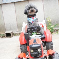 神犬锤锤之忠诚的守护者者封面
