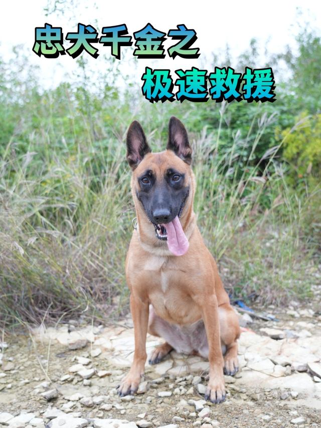 忠犬千金之极速救援封面
