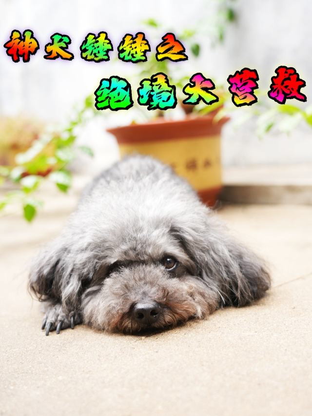 神犬锤锤之绝境大营救封面