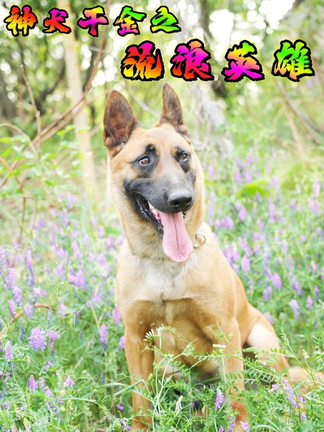 神犬干金之流浪英雄封面