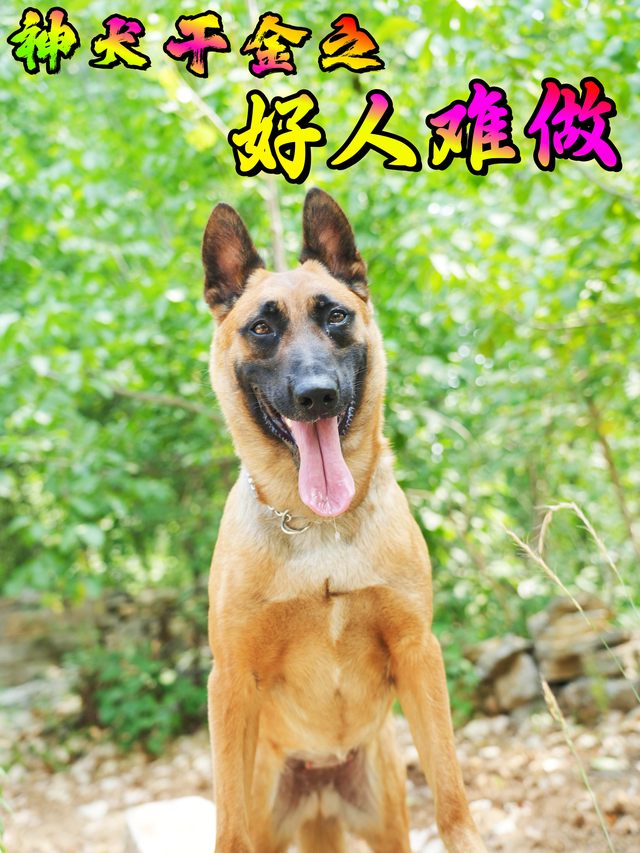 神犬干金之好人难做封面