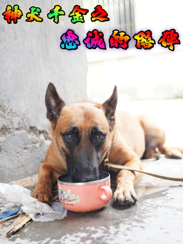 神犬千金之忠诚的陪伴封面