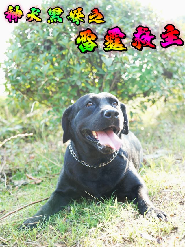 神犬黑妹之雷霆救主封面