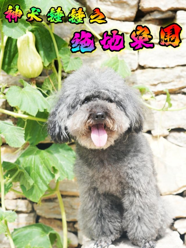 神犬锤锤之绝地突围封面