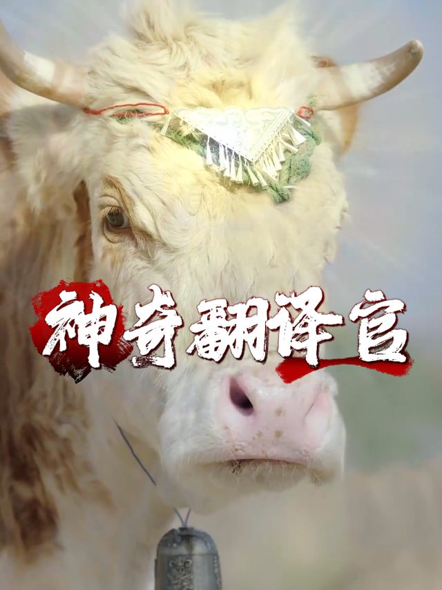 神奇翻译官封面