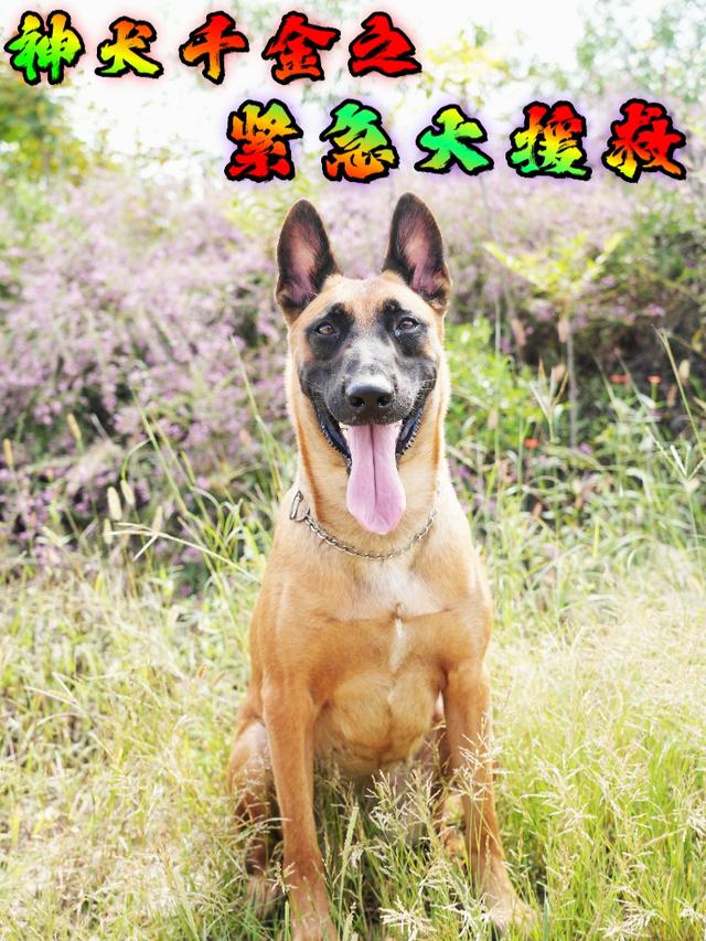 神犬千金之紧急大援救封面