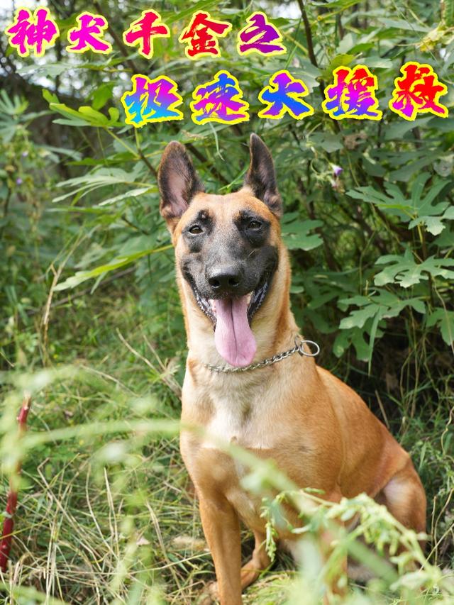 神犬千金之极速大援救封面