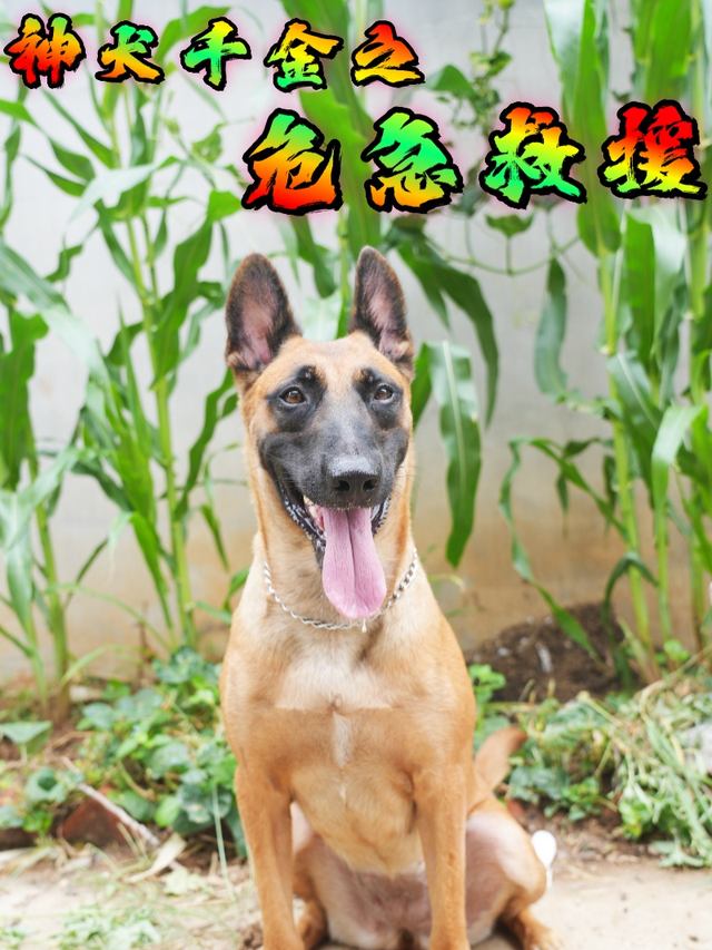 神犬千金之危急救援封面