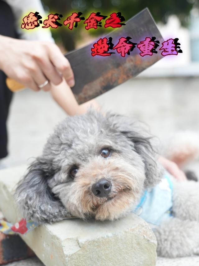 忠犬千金之逆命重生封面