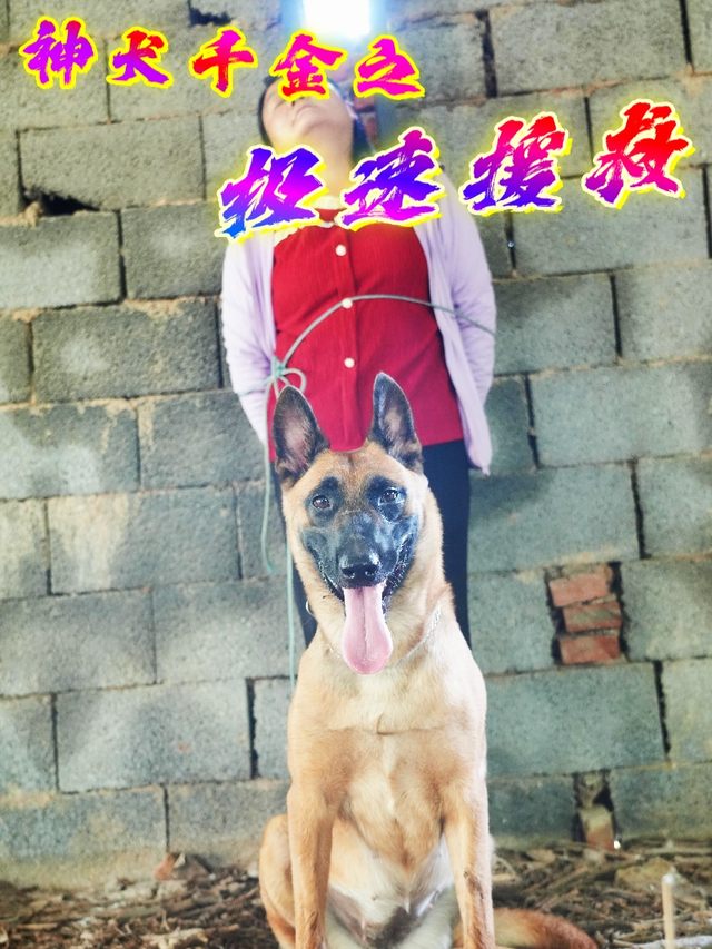 神犬千金之极速援救封面