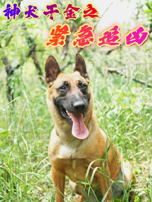 神犬干金之紧急追凶封面