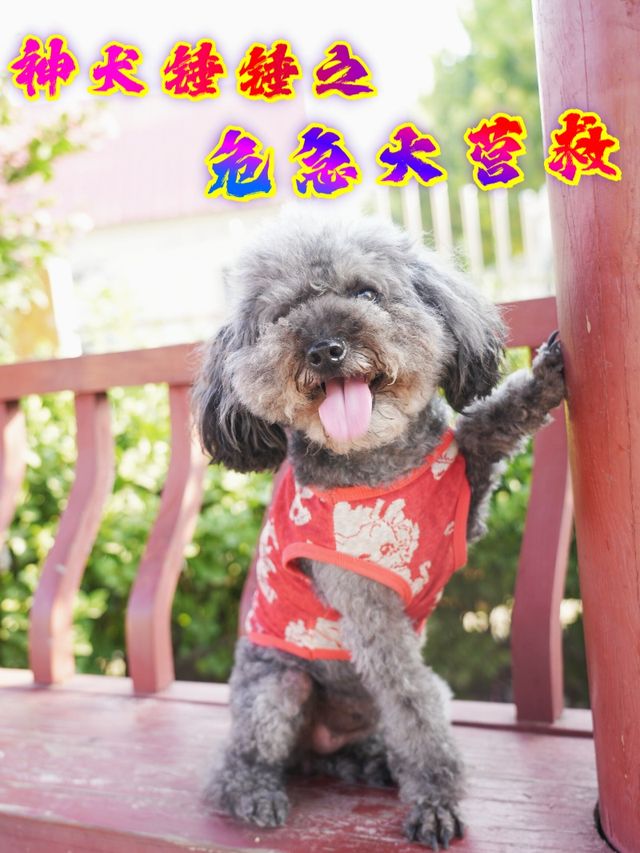 神犬锤锤之危急大营救封面