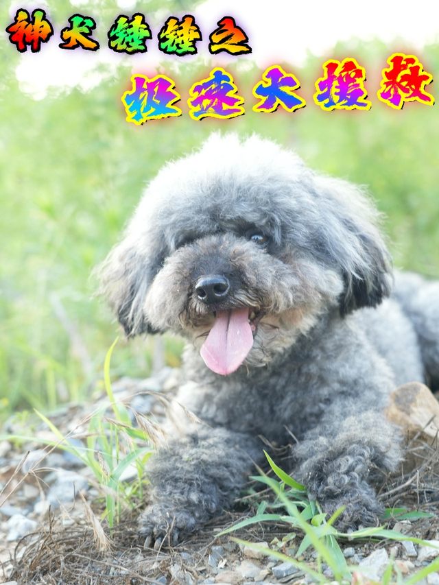 神犬锤锤之极速大援救封面