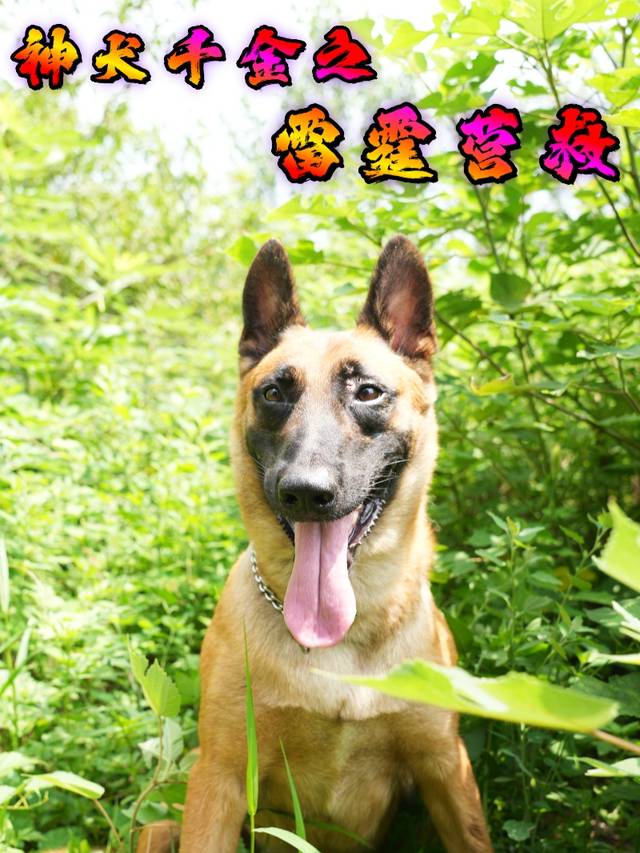 神犬千金之雷霆营救封面