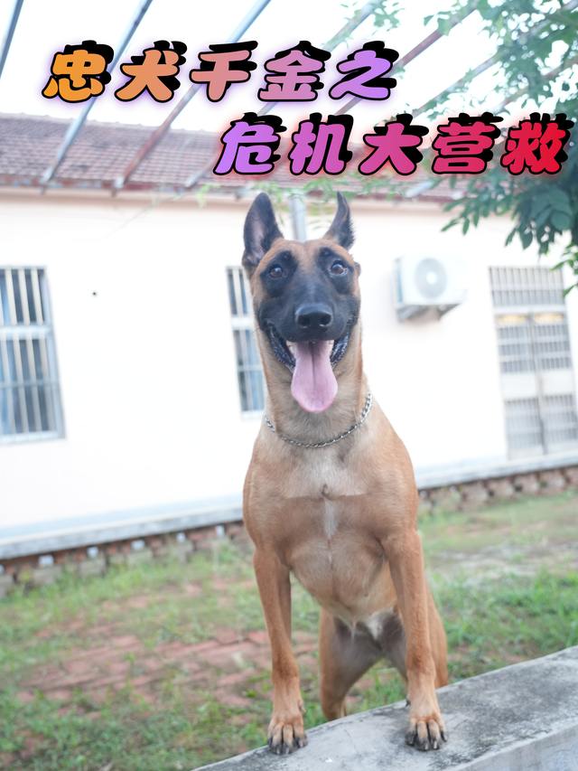 忠犬千金之危机大营救封面