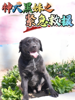 神犬黑姝之紧急救援封面