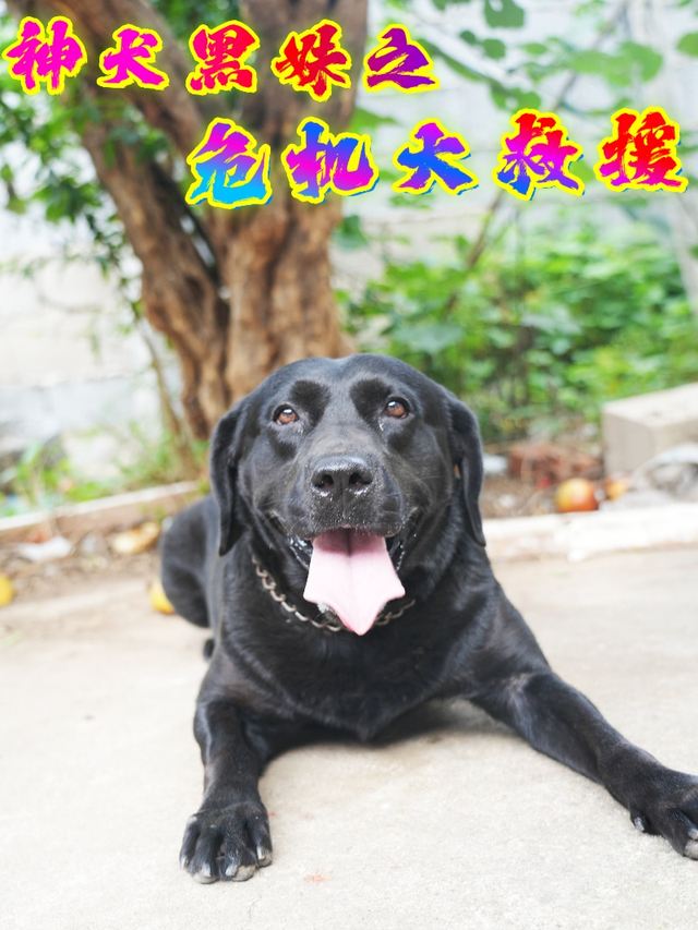 神犬黑妹之危机大救援封面