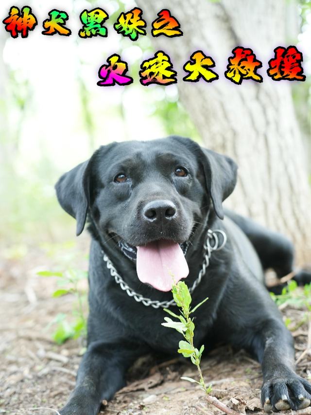 神犬黑妹之火速大救援封面