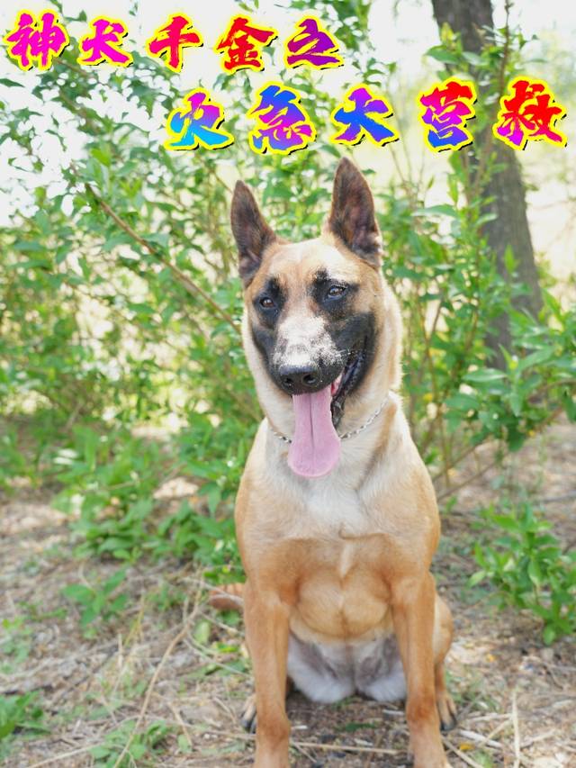 神犬千金之火急大营救封面