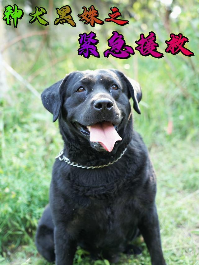 神犬黑姝之风暴救援封面
