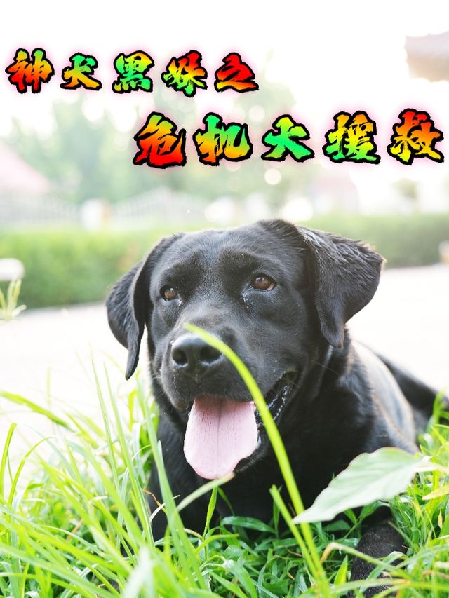 神犬黑妹之危机大援救封面