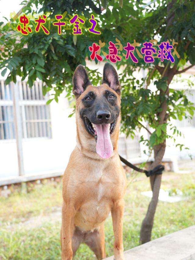 忠犬千金之火急大营救封面