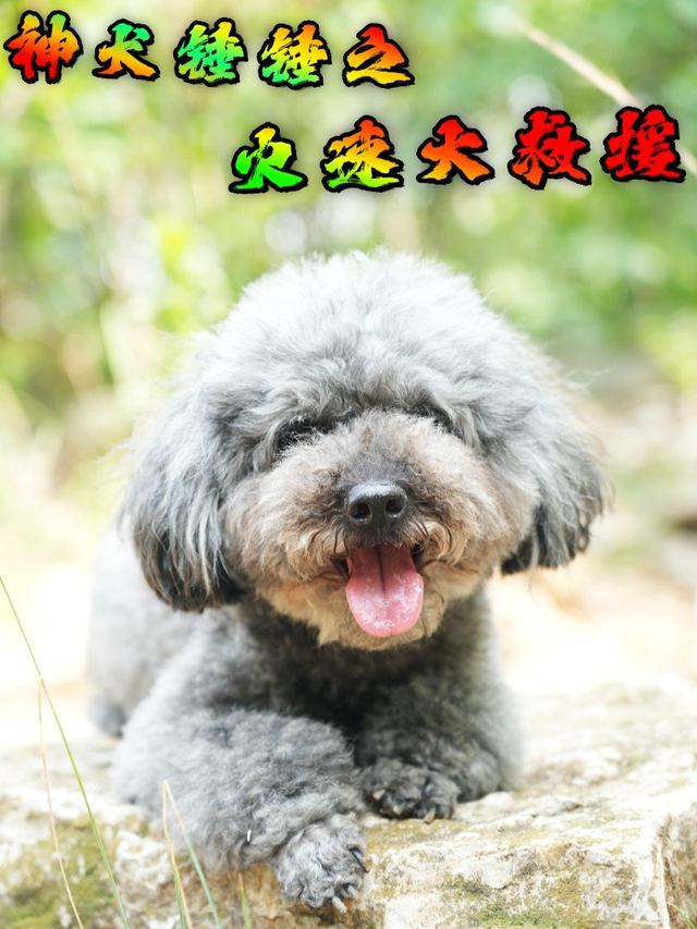 神犬锤锤之火速大救援封面