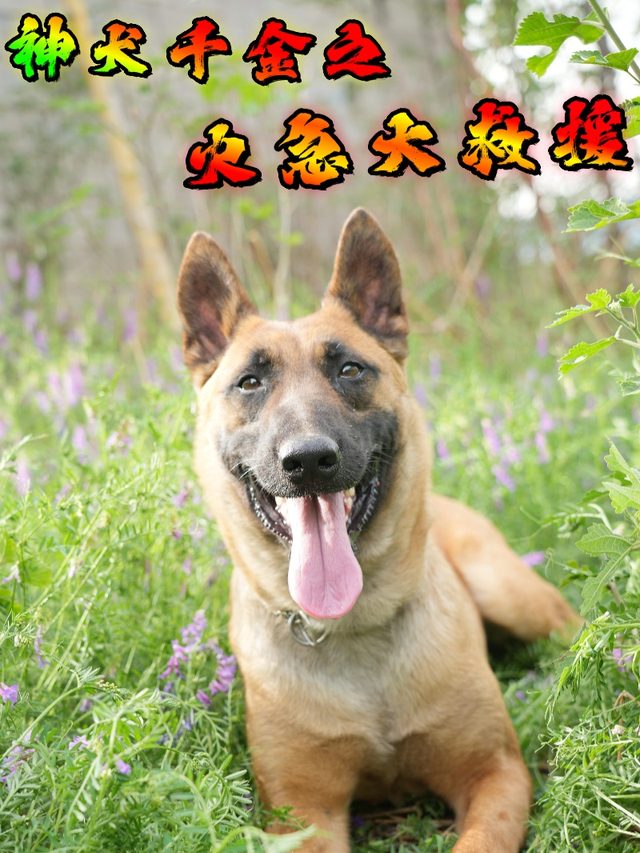 神犬千金之火急大救援封面