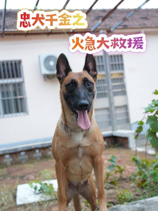 忠犬千金之火急大救援封面